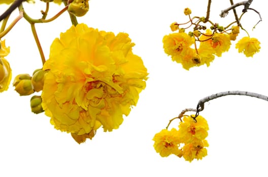 Yellow and bright flowers of Cochlospermum Regium or Double Butter Cup isolated on white with Clipping Paths