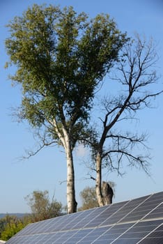 Solar energy panels on the ground against green tree