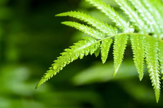 Freshness of water drops on green fern leaves after rain