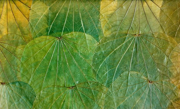 Grunge background with autumn leaves