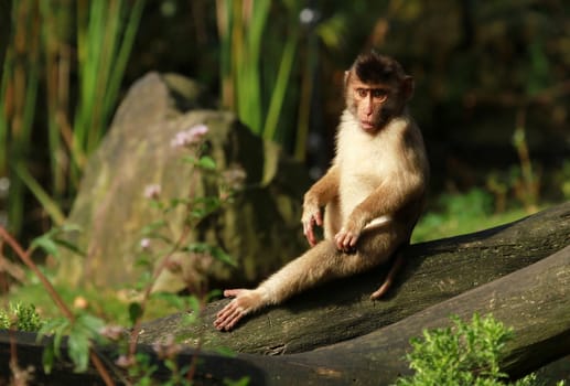 Pig monkey