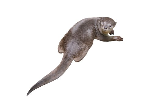 Smooth coated otter ( Lutrogale perspicillata ) isolated on white background