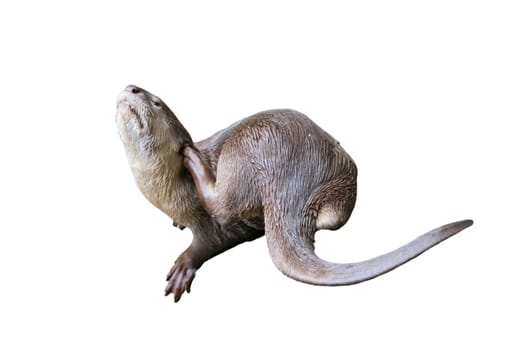 Smooth coated otter ( Lutrogale perspicillata ) isolated on white background