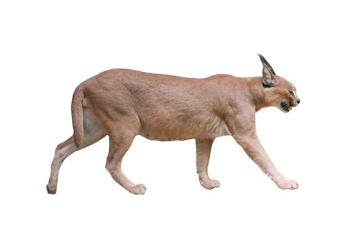 caracal isolatated on white background