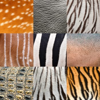 textured of an animals skin