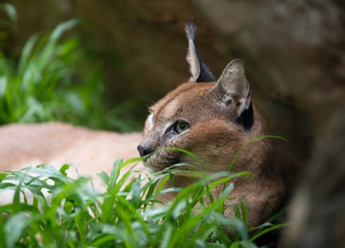 caracal resting on green grass