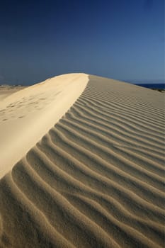 the Sanddunes of Corralejo in the north of the Island Fuerteventura on the Canary island of Spain in the Atlantic Ocean.