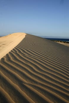 the Sanddunes of Corralejo in the north of the Island Fuerteventura on the Canary island of Spain in the Atlantic Ocean.