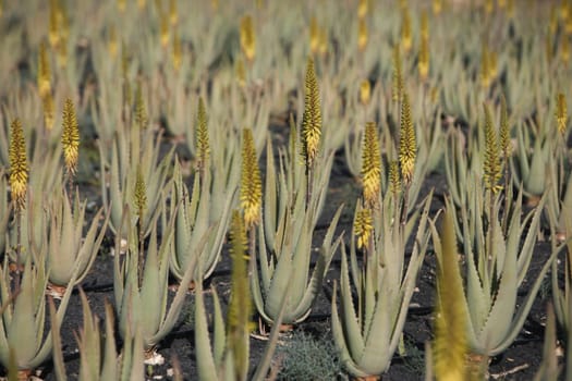 a Aloe Vera Plantation on the Island Fuerteventura on the Canary island of Spain in the Atlantic Ocean.