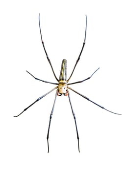 Golden Orb Spider (Nephila pilipes) isolated on white background