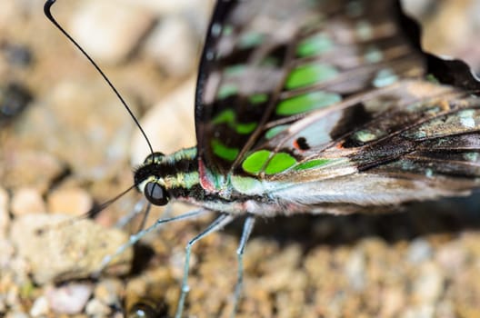 Close up Tailed Jay butterfly (Graphium agamemnon) with have green spots on wings feeding on the ground