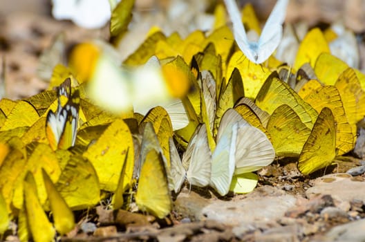 Large group of Grass Yellow or Eurema Hecabe butterfly and several species feeding on the ground.