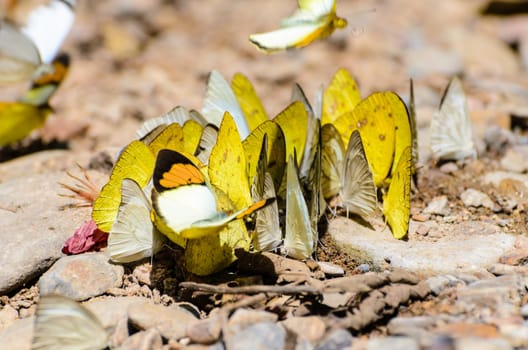 Large group of Grass Yellow or Eurema Hecabe butterfly and several species feeding on the ground.