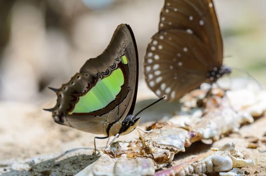 Common Nawab butterfly (Polyura athamas) with green spots on wings feeding on the ground
