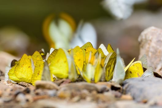 Large group of Grass Yellow or Eurema Hecabe butterfly and several species feeding on the ground.