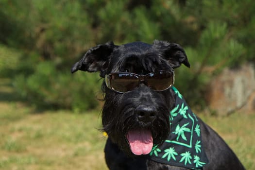 Big Black Schnauzer Dog has glasses  on its eyes and scarf textured with cannabis leaves has around its neck.
