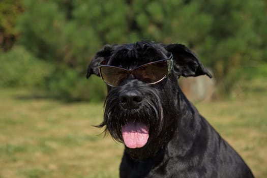 Big Black Schnauzer Dog has glasses on its eyes.