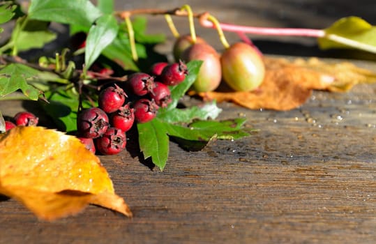 colorful autumn leaves on a wooden background