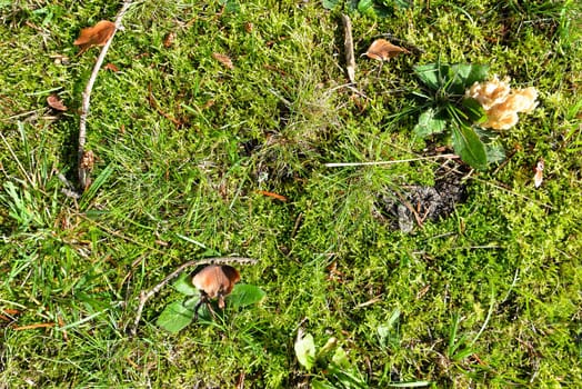 Forest floor moss