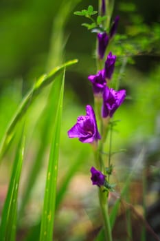 Close up of nice Iris flowers in the garden