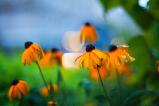 Close up of nice orange flower in the garden