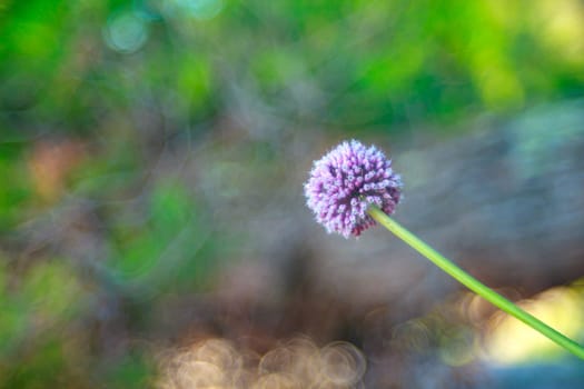 Close up of delicious Alium cepa flower