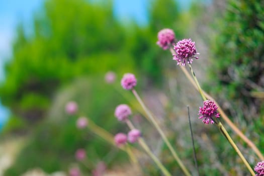 Close up of delicious Alium cepa flower