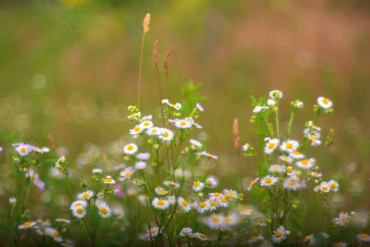 View of white daisies in the countryside