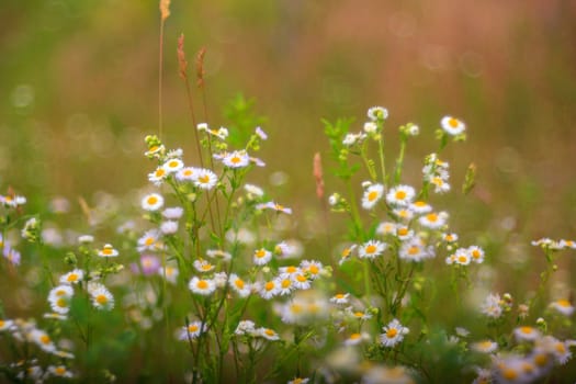 View of white daisies in the countryside