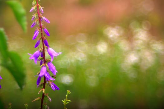View of Campanula flowers in the countryside