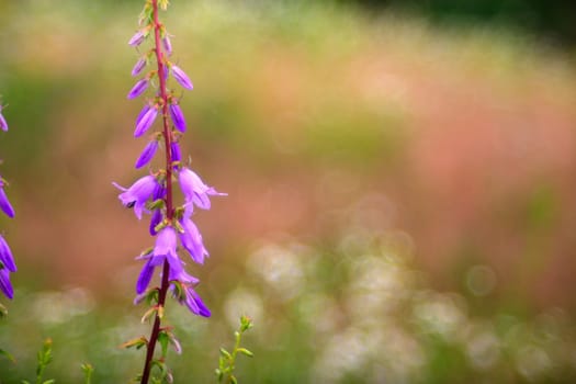 View of Campanula flowers in the countryside