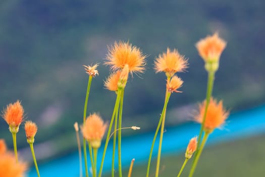 View of colorful flowers in the countryside