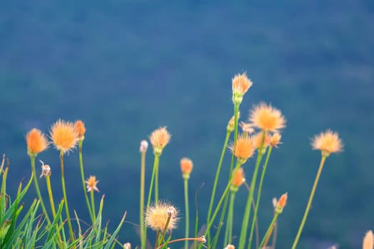 View of colorful flowers in the countryside