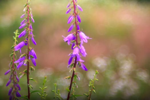 View of Campanula flowers in the countryside