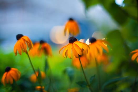 Close up of nice orange flower in the garden