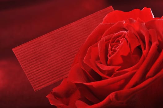Red rose with red congratulatory card on red satin background