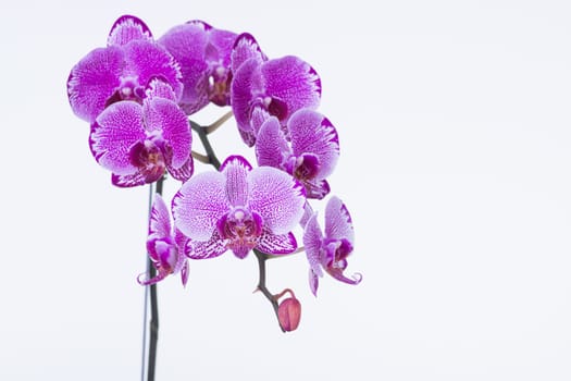Purple Phalaenopsis Orchids and bud close up