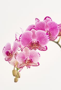 Purple and White Moth Orchids close up