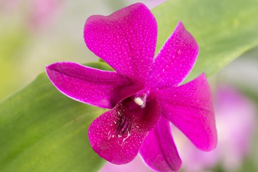 Purple Dendrobium Orchid with water drops close up