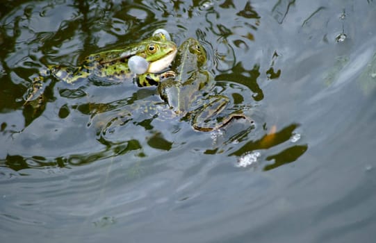 The photograph of struggling deciduous frogs in a garden pond.
