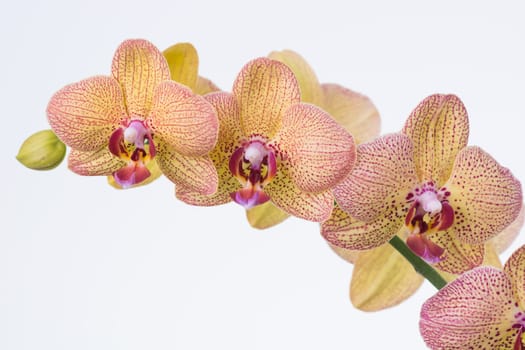 Yellow Phalaenopsis Orchids and bud close up
