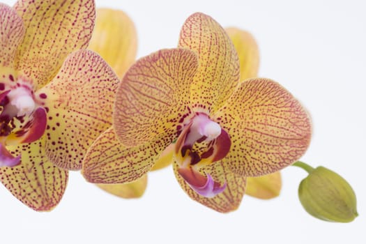 Yellow Phalaenopsis Orchids and bud close up