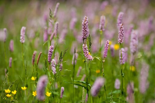 Flower of grass in a summer day
