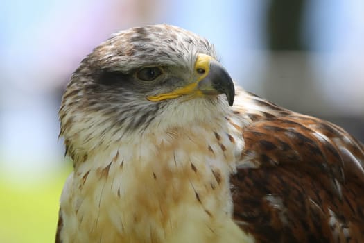 A predatory bird on outdoor background.