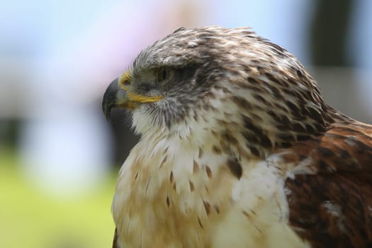 A predatory bird on outdoor background