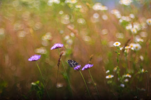 View of butterfly on countryside flowers