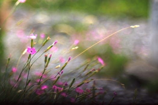View of Dianthus flowers in the countryside