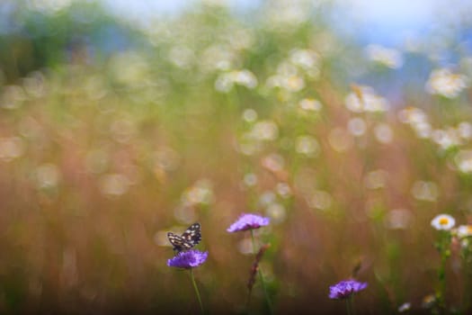 View of butterfly on countryside flowers