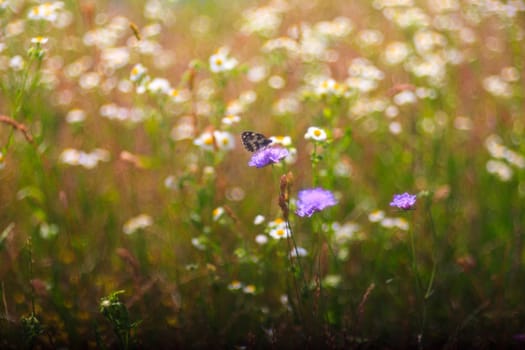 View of butterfly on countryside flowers