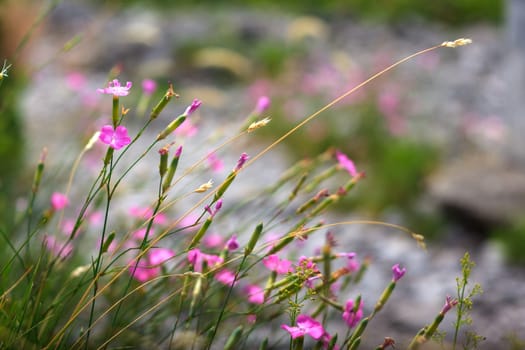 View of Dianthus flowers in the countryside